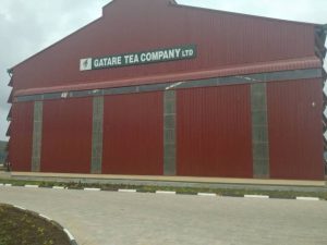 Rwanda-GATARE_TEA_Company